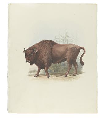 (NATURAL HISTORY WATERCOLORS.) Smith, Charles Hamilton. A collection of 16 watercolors of large mammals,